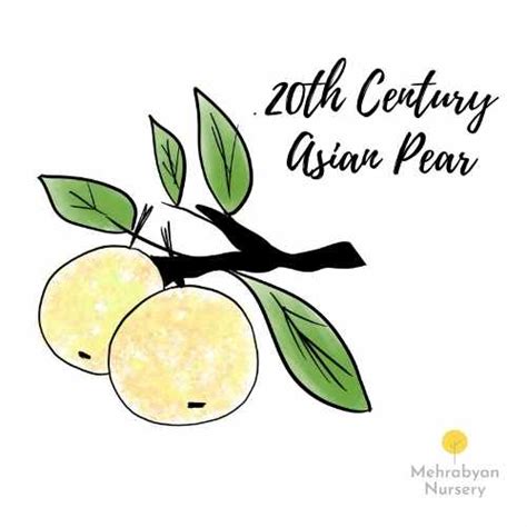 20th Century Asian Pear Tree On Sale From Mehrabyan Nursery