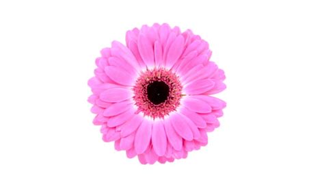 4750 flower hd wallpapers and background images. Pink Daisy Flower On White Background Stock Footage Video ...