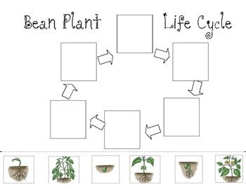 Bean Plant Observation Book including life cycle cut and paste by