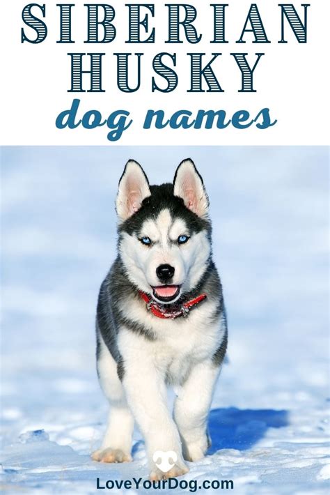 Siberian Husky Dog Names 200 Different Male And Female Names In 2021