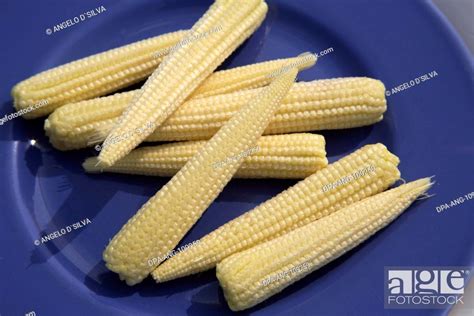 Crop Baby Corn Kept In Blue Plate Maize Zea Mays Used In Salads