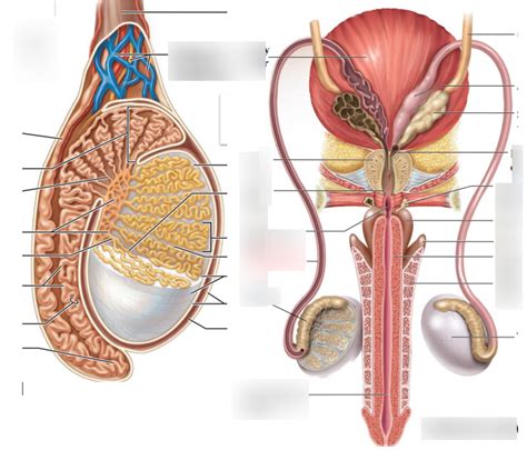 Epididymis Anatomy Anatomical Charts Posters