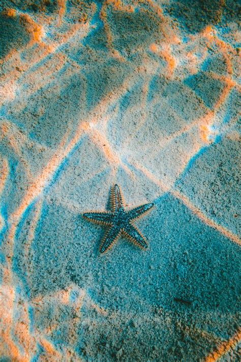 Starfish Sea Beach Iphone 4s Wallpapers Free Download