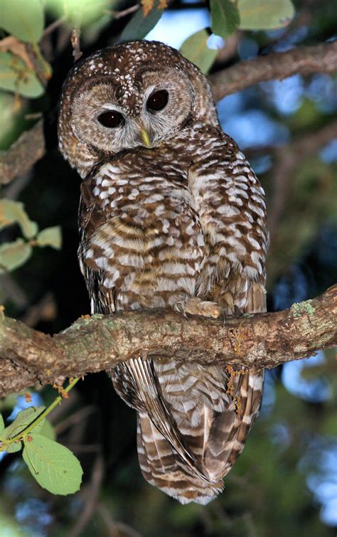 Spotted Owl Photo
