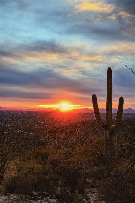 Saguaro Cactus And Tucson At Sunset Photograph By Chance Kafka Pixels