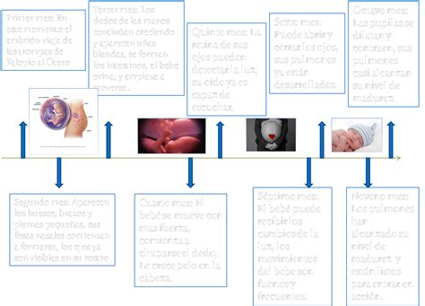 Linea Del Tiempo Desarrollo Embrionario Timeline Timetoast Timelines