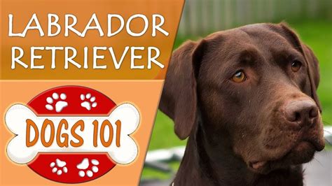 Dogs 101 Labrador Retriever Top Dog Facts About Lab