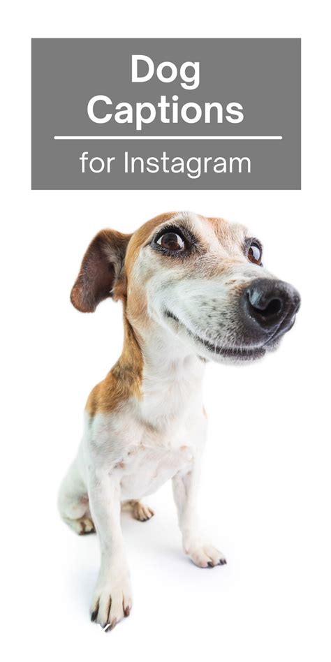 80 Paw Fect Dog Instagram Captions Xoxobella