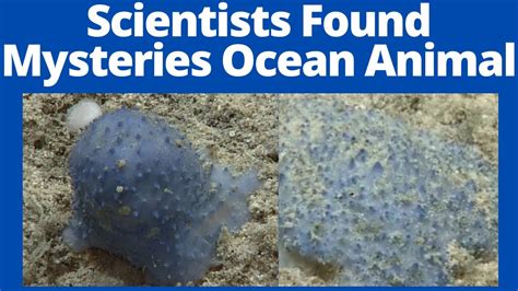 Mystery Blue Goo Ocean Animal Stumps Scientists Video Went Viral