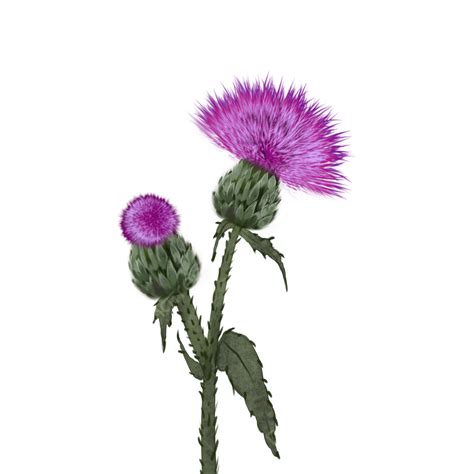 Water Color Flowers Png Image Thistle Water Color Flower Purplish Red