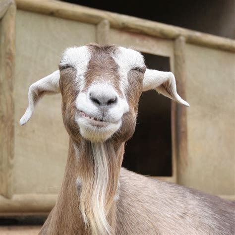 “there Is Nothing Better Than A Goat Smiling To Help Us Celebrate