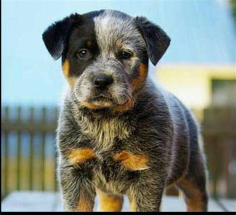 Blue Tick Cute Animals Cute Dogs Puppies