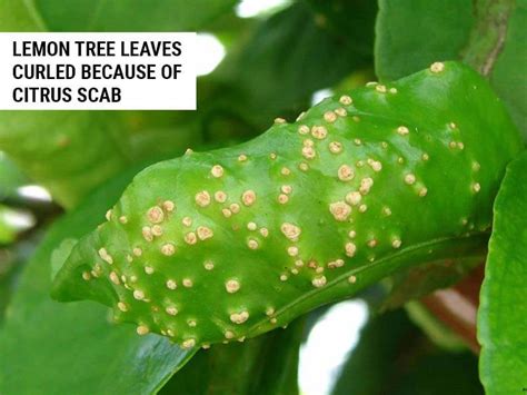 Lemon Tree Leaves Curling Tips To Deal With It World Of Garden Plants