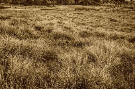 Dry Grass Field Must Link To Thoroughlyreviewed Flickr