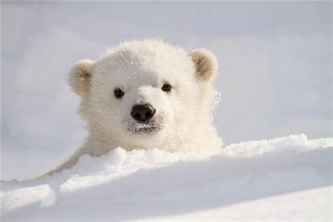 Photographer Gets Up Close With Orphan Polar Bear Baby Polar Bears