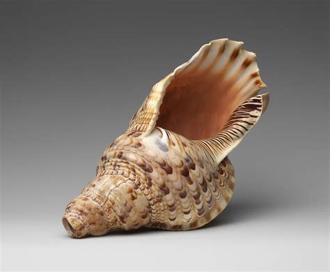 Maybe you would like to learn more about one of these? Conch Shell Trumpet | Melanesian | The Metropolitan Museum ...