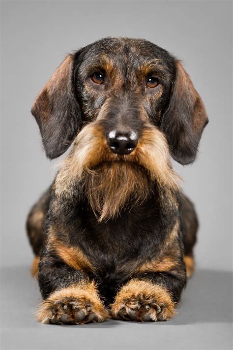 Create your puppymatch profile in just 3 minutes to save time and find your perfect puppy. 'Listen to me grasshopper ️🐶🐾 | Dachshund colors, Doxie ...