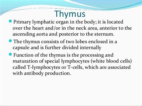 Thymus Decreases In Size With Age Replaced With Fibrous Fatty Tissue