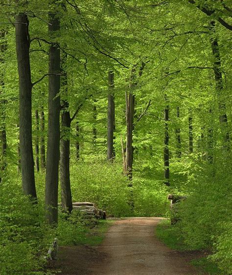 Beech Wood Forests All Nature Nature Beauty Amazing Nature Lovely