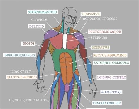 Body Parts Diagram Male ~ Groin Pubic Bodegawasuon