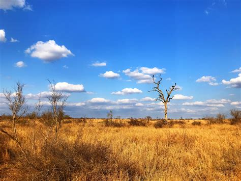 The Beautiful Horizon Of Kruger National Park South Africa Taken By