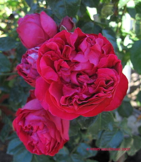Plantfiles Pictures Large Flowered Climbing Rose Romantica Rose Red