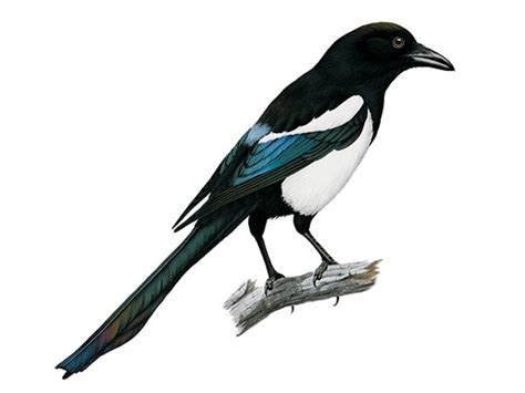 Magpie Magpie Tattoo Magpie Art Magpie