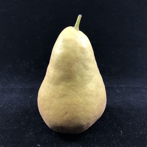 Artifact Pear Same Twice — Dave Olson Creative Life Archive