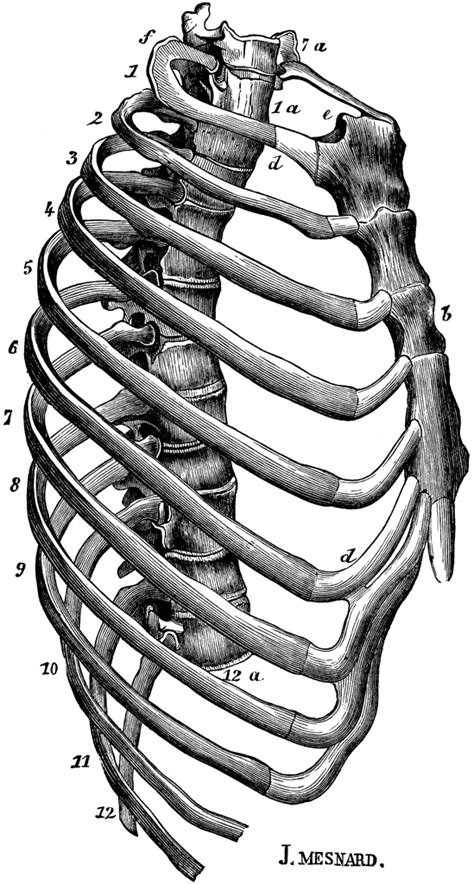 Which Organ Sits In The V Part Of The Ribs Short Ribs Wikipedia