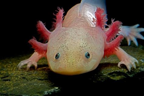 The axolotl appears otherworldly, like a cartoon dragon lacking wings. Biology's Beloved Amphibian--the Axolotl--Is Racing toward ...