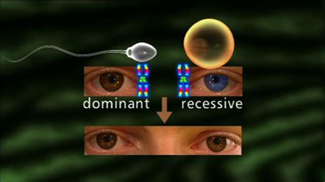 Bbc Two Ks4 Curriculum Bites Science 14 16 The Inheritance Of Eye Colour