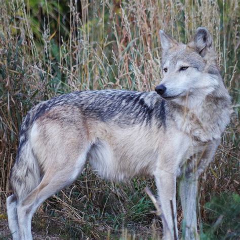 Meet Our New Mexican Gray Wolves