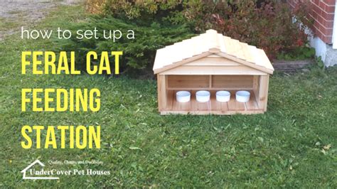 How To Set Up A Feral Cat Feeding Station Cat Feeding Station Cat