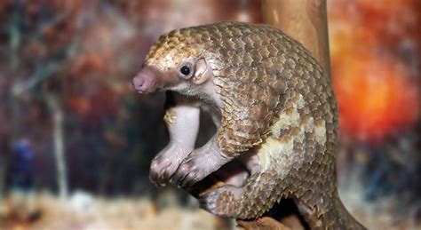 Want to learn more about pangolins? Pangolin Facts, Pictures and Information