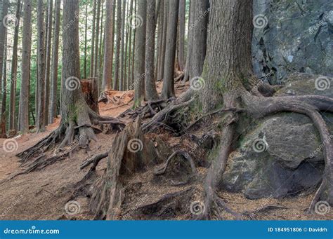Trees With Roots Growing Over Rocks Stock Photo Image Of Bark