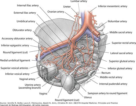 Pelvic Artery Anatomy