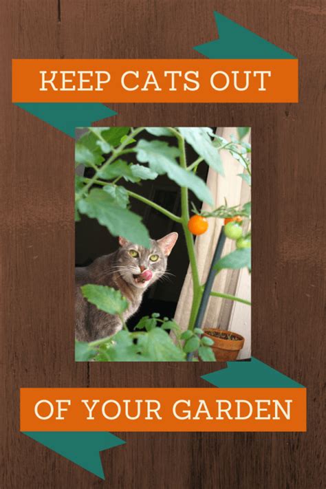 How can i keep cats from eating my plants? Humane Ways to Keep Cats Out of Your Garden