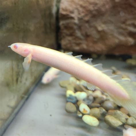 Polypterus Senegalus Albino World Wide Fish And Pets