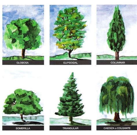 Resultado De Imagen De Tipos De Arboles Y Sus Nombres Tree Drawing