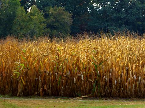 Field Of Corn Free Stock Photo Public Domain Pictures