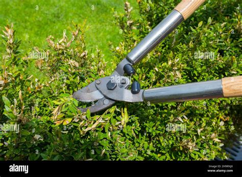 Cut Garden Hi Res Stock Photography And Images Alamy
