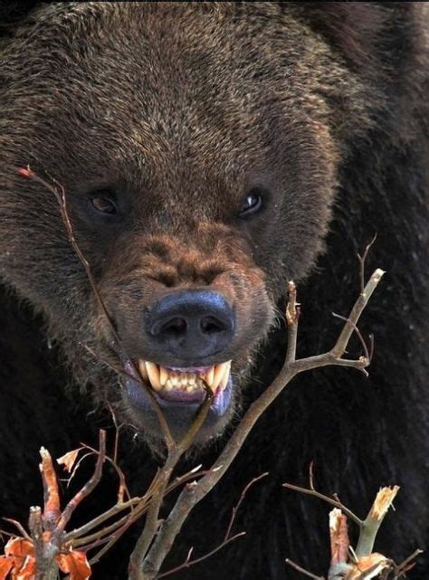 ¿qué animal te gusta más? Pin de Maria en The Wild Ones | Oso grizzly, Animales salvajes y Animales