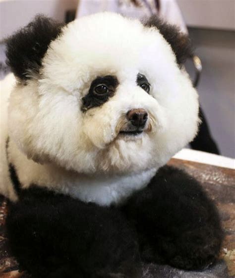 Dogs Fur Dyed To Make Him Look Like A Panda In Shanghai Pic Mirror