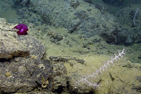 Beautiful Creatures Of Deep Sea Hydrothermal Vents Nautilus Live
