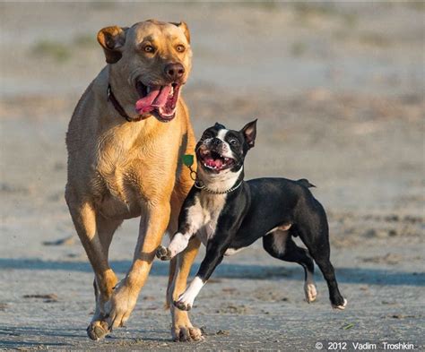 Happy Happy Joy Joy ~ Dogs Running On Galveston Beach Party Animals