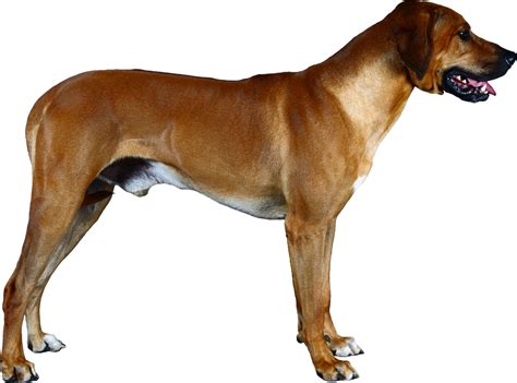 Dogs Png Image Free Download