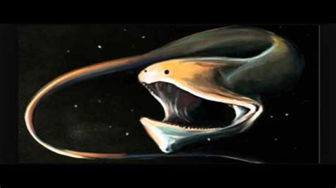 5 Mysterious Deep Sea Creatures Caught On Tape Youtube