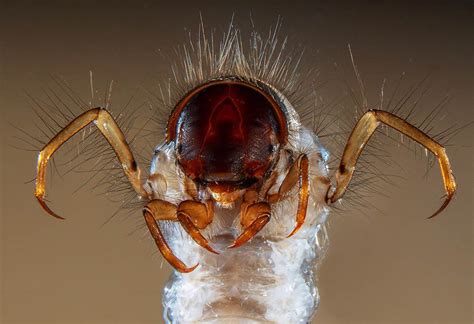 The 2013 Winners Of Olympus Bioscapes Microscopic Photography Contest