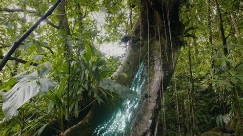 Worlds Largest River Is Actually In The Sky Amazon Rainforest Myth