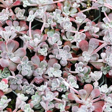 Mountain Crest Gardens - Sedum spathulifolium 'Carnea', | Sedum, Cacti